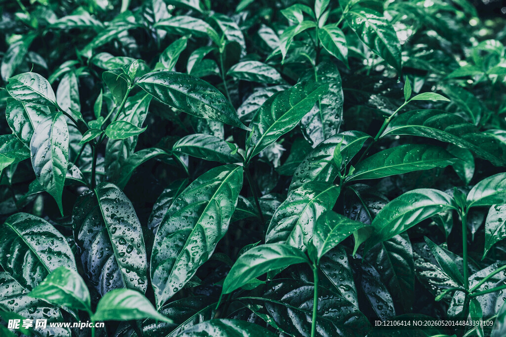 茂密翠绿的植物叶片