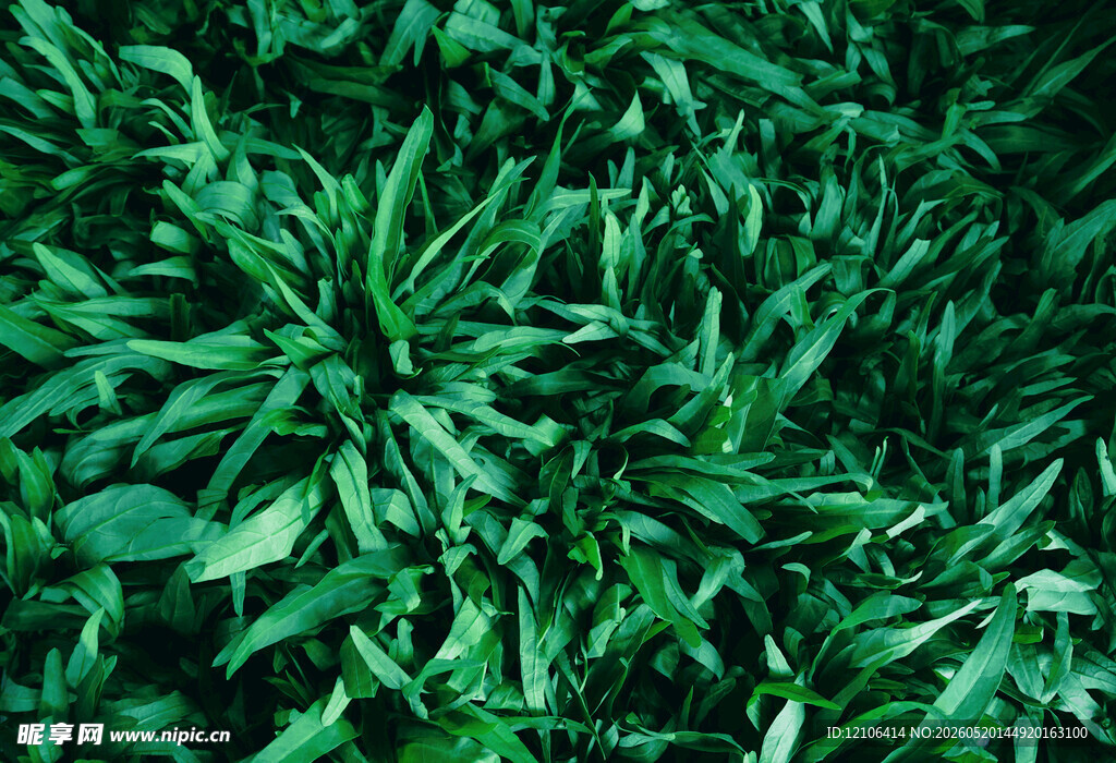 翠绿繁茂的植物叶片