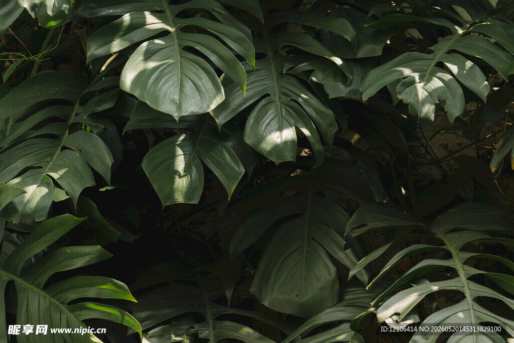 茂密热带植物叶片景象