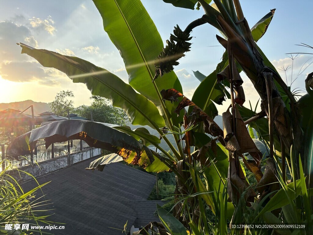 夕阳下的绿植与远处建筑