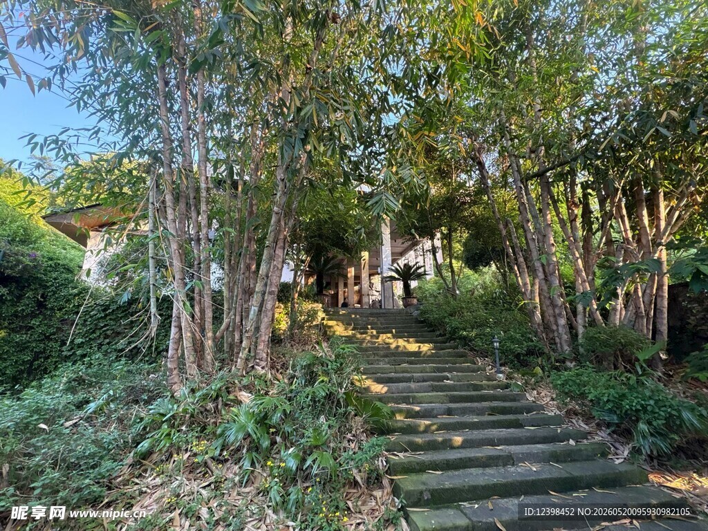林间石阶小道