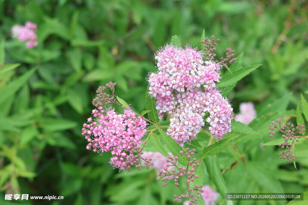 粉花绣线菊