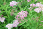 粉花绣线菊
