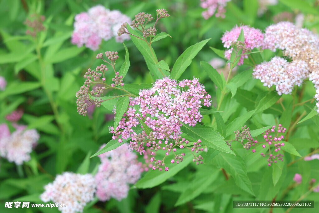 粉花绣线菊