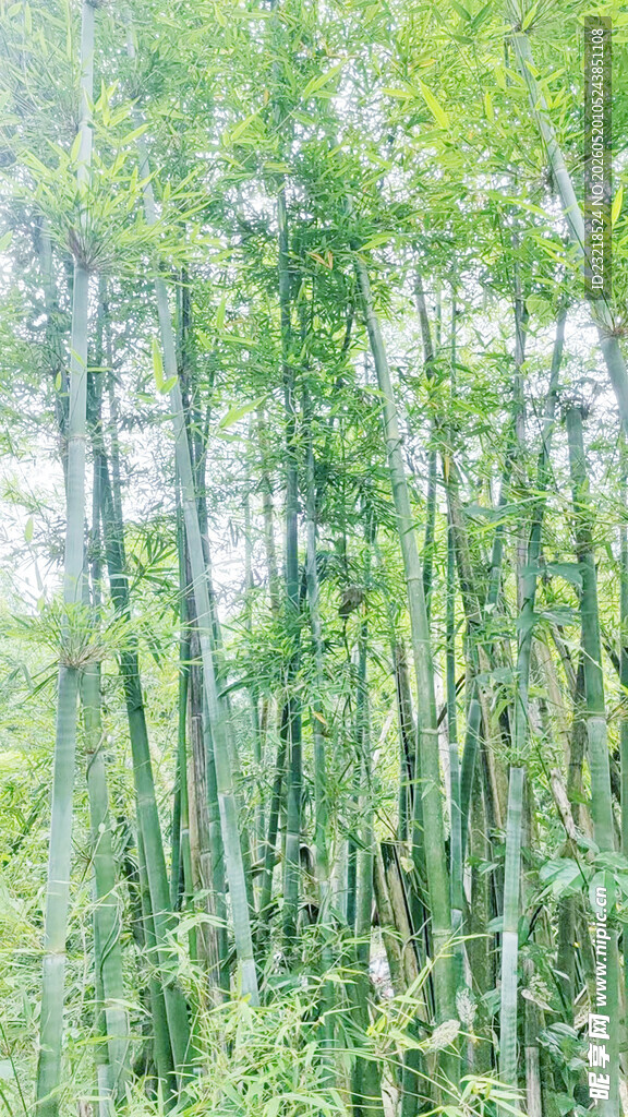 竹林