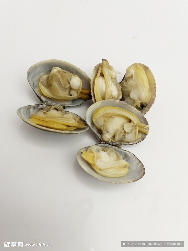 新鲜蛤蜊