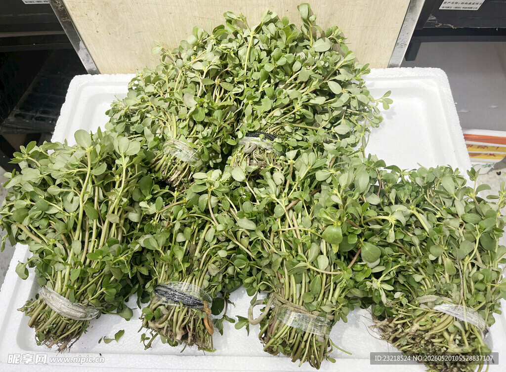 马齿苋