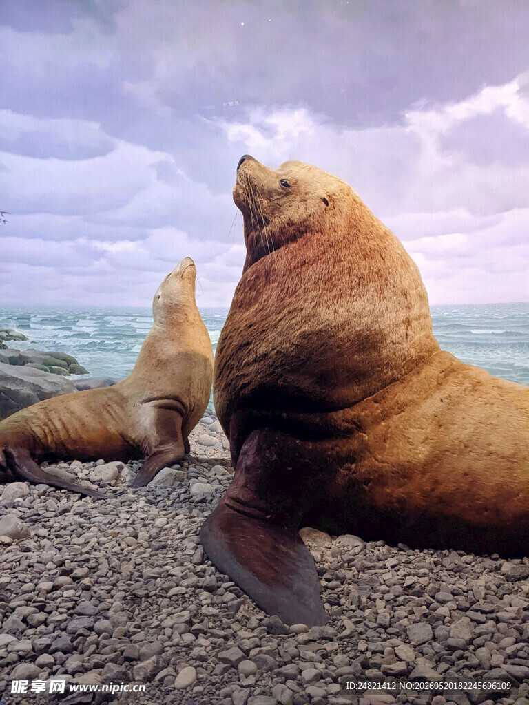海滩上休憩的海狮