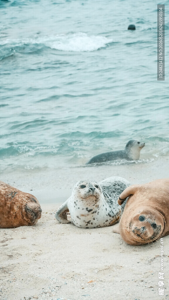 沙滩上休憩的几只海豹