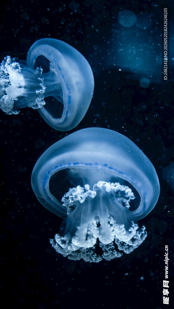 深海中游动的梦幻水母