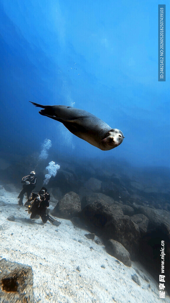 潜水员海底与海鸟同框画面
