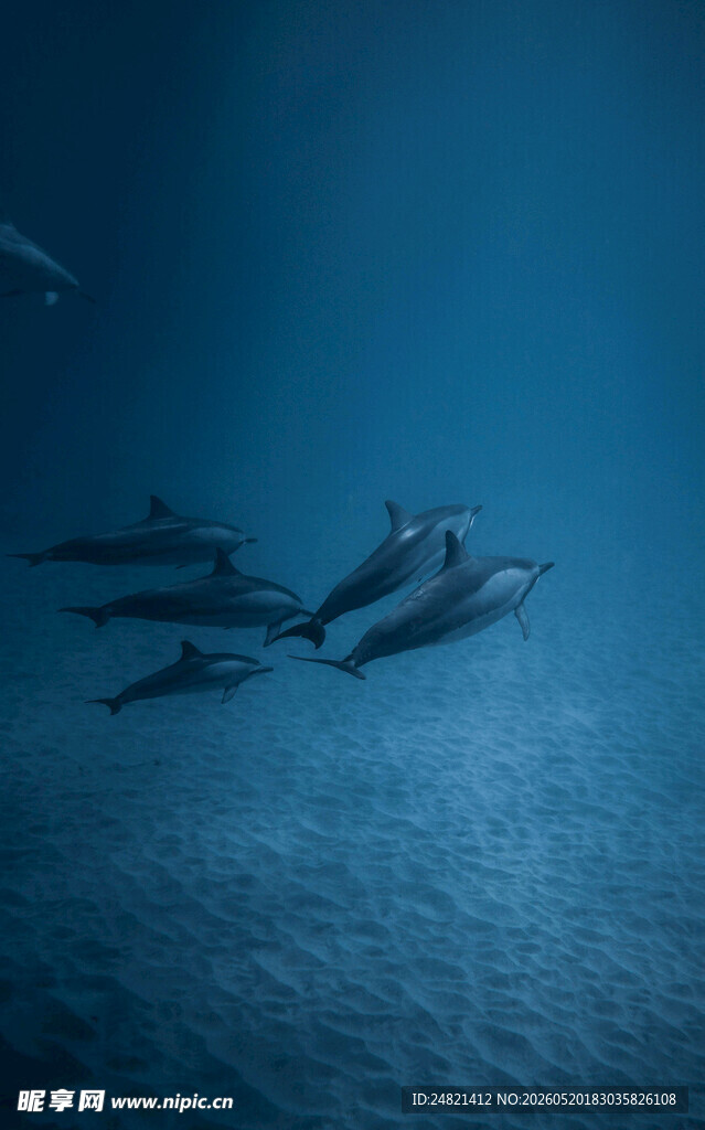 深海中遨游的一群海豚
