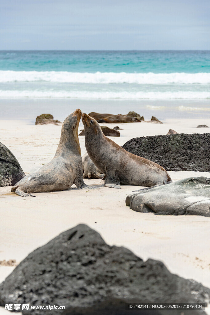 海滩上亲昵的海狮
