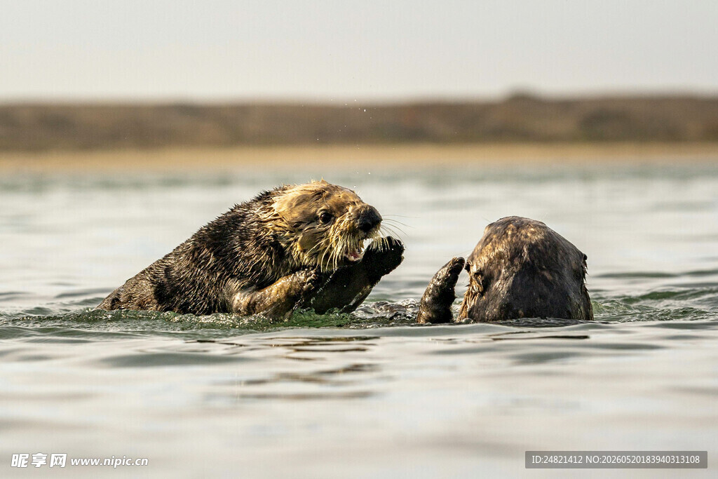 水中嬉戏的海獭