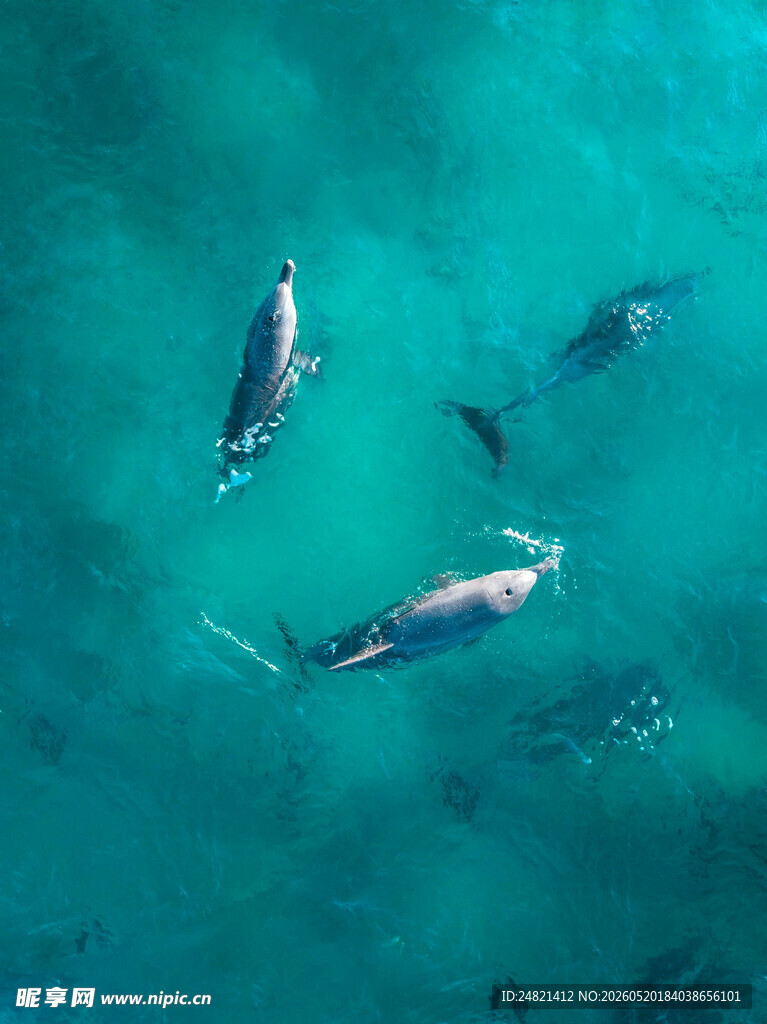 海面上的几只海豚