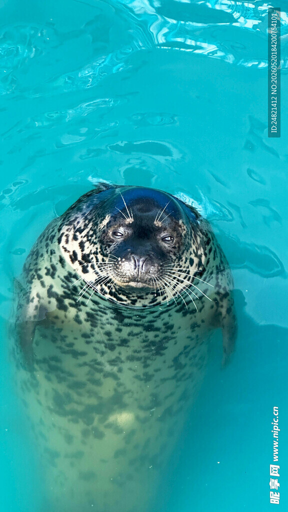 水中的海豹