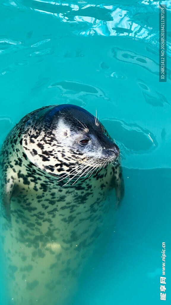 水中探头的海豹