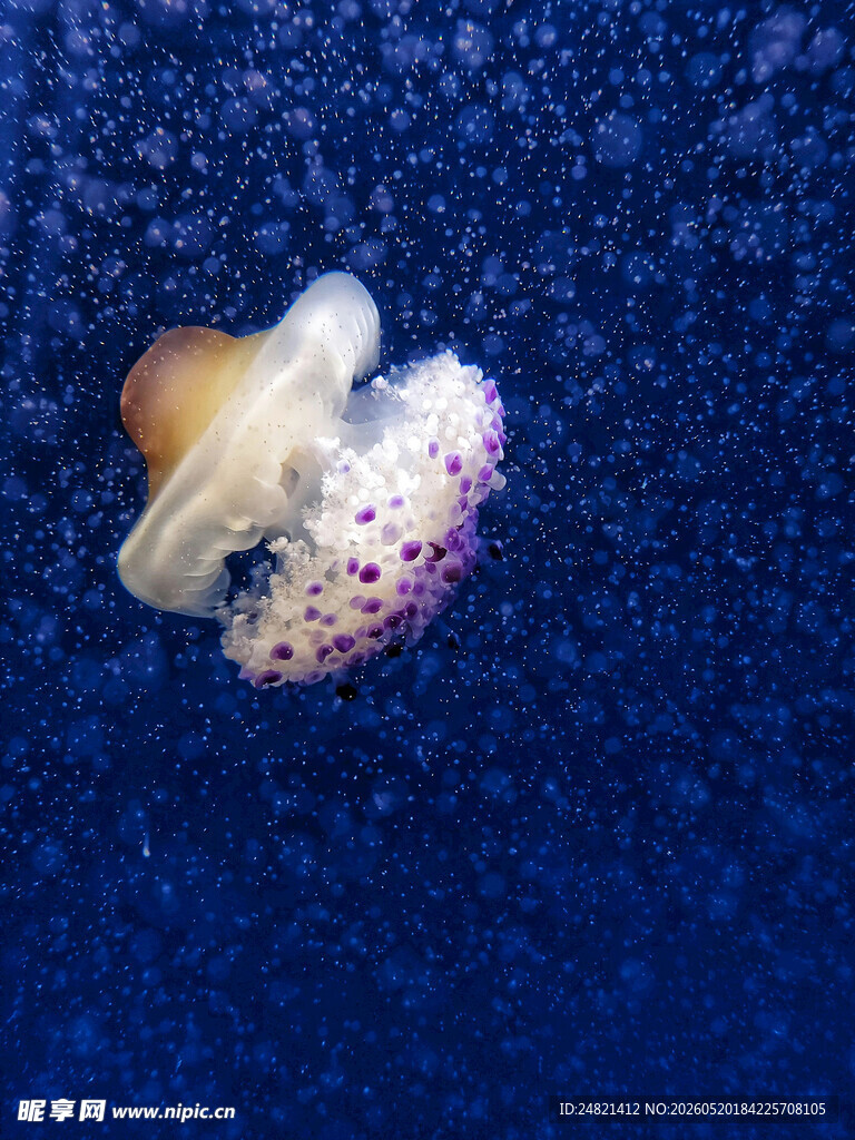蓝色背景下的独特小贝壳