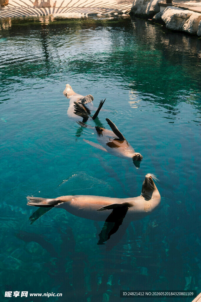 水中畅游的海狮