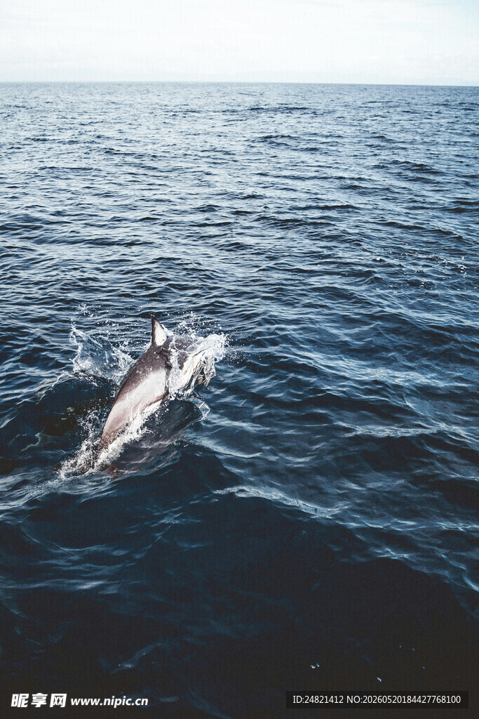 海豚