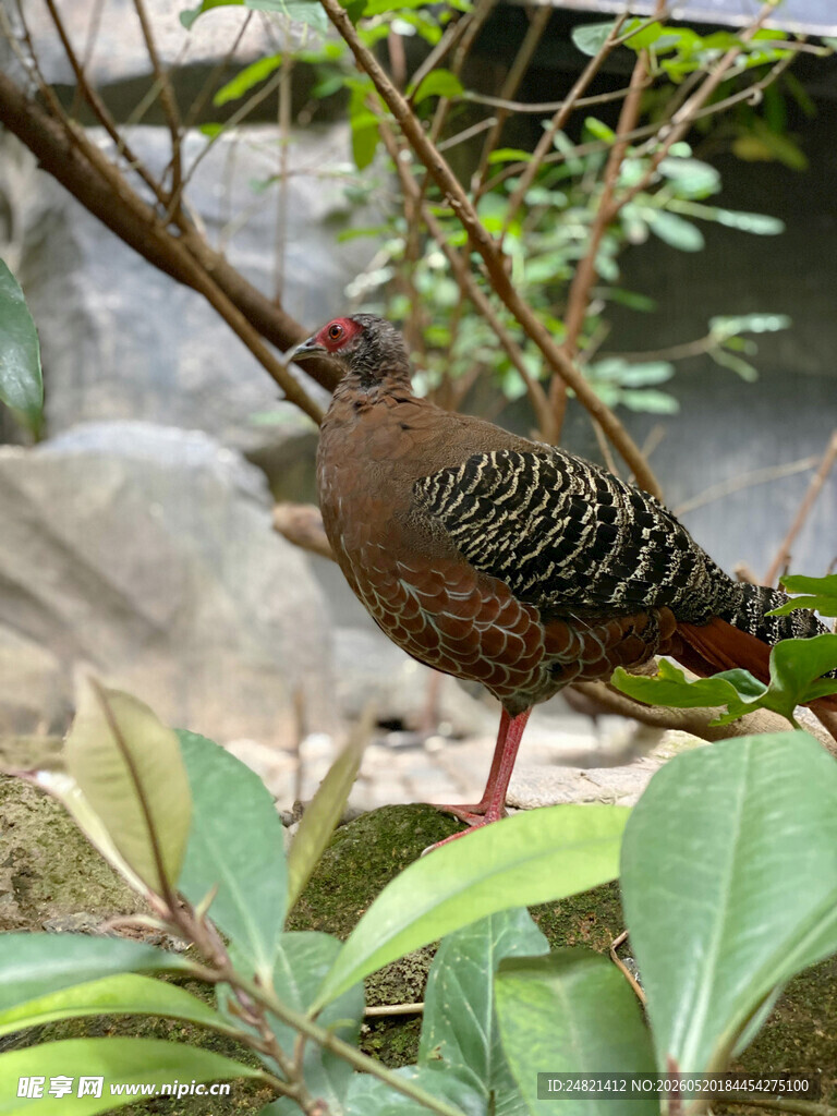 枝头的美丽野生鸟类