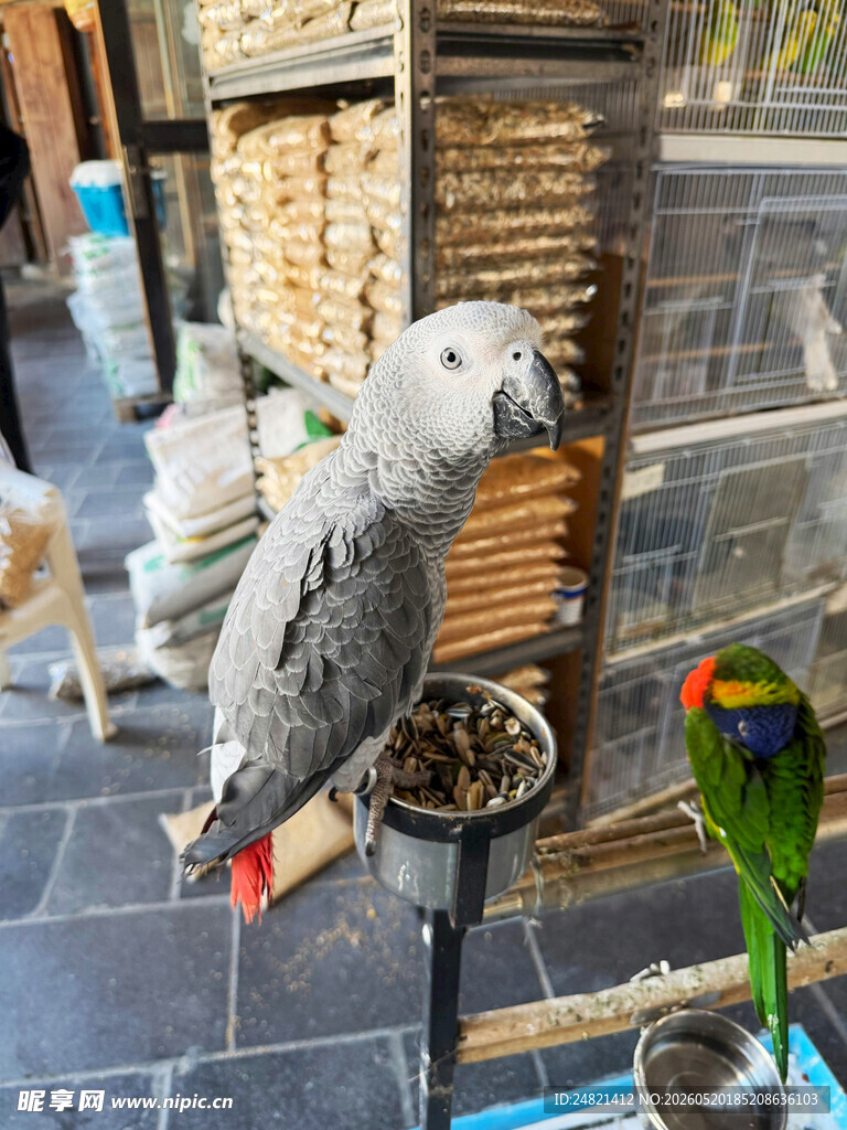 多彩鹦鹉齐聚户外小院