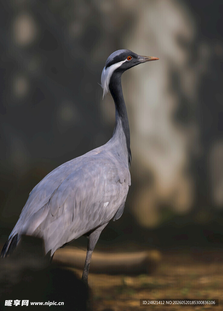 灰鹤伫立