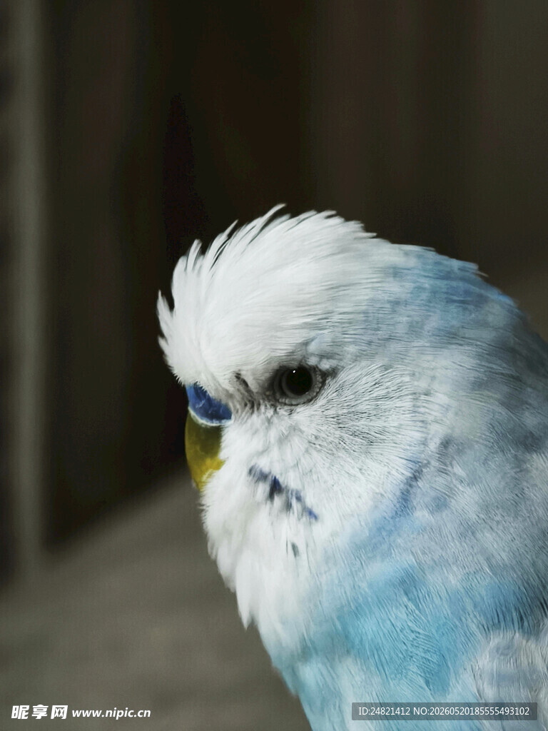 蓝白小鸟特写