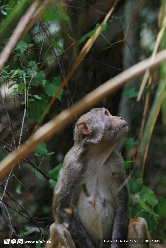 林中猴子独坐