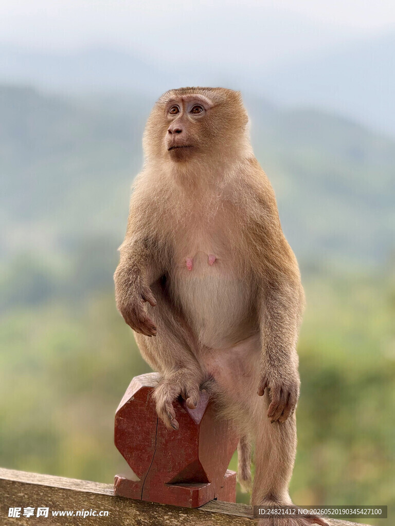 石上坐猴