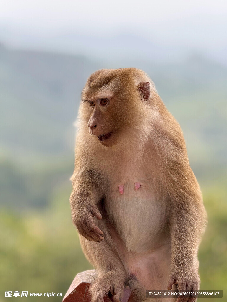 独坐的猴子