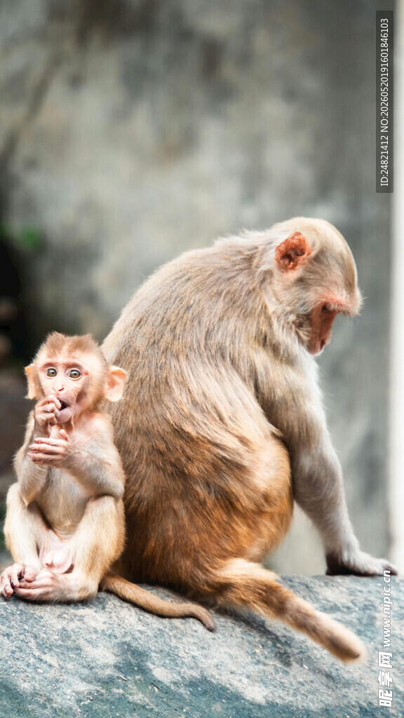 两只猴子亲昵互动场景