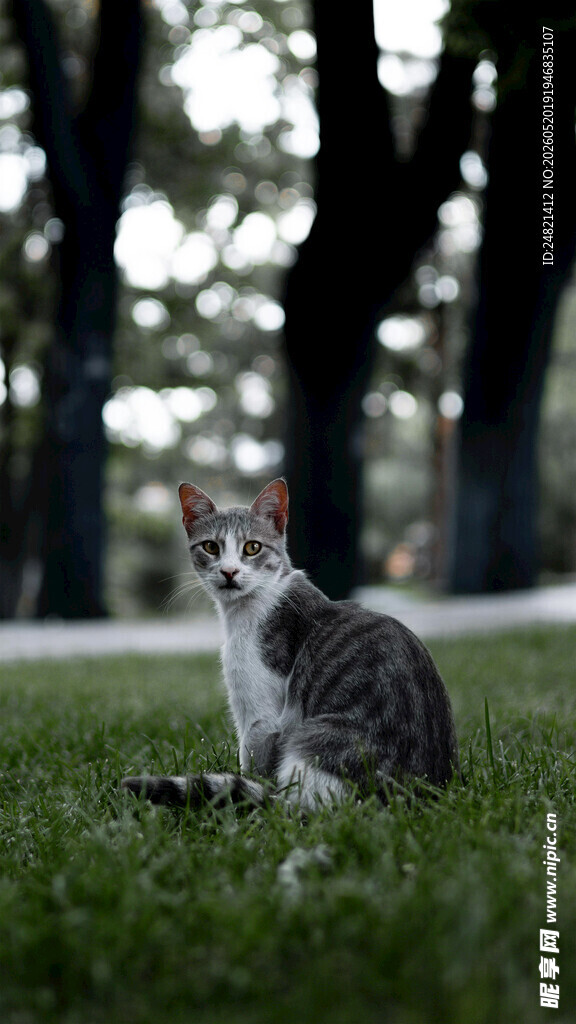 草地上的可爱猫咪