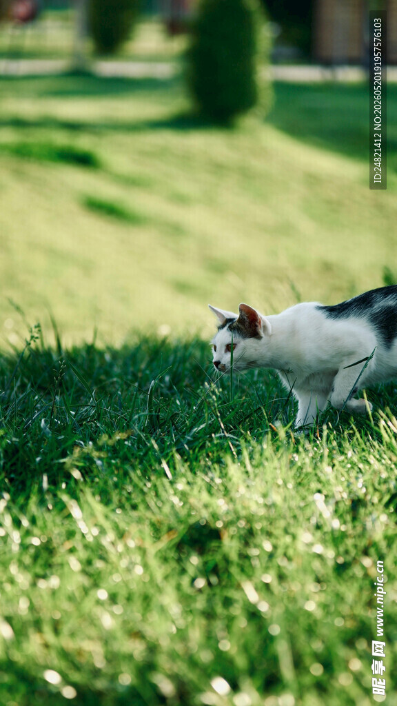 草地上的可爱猫咪