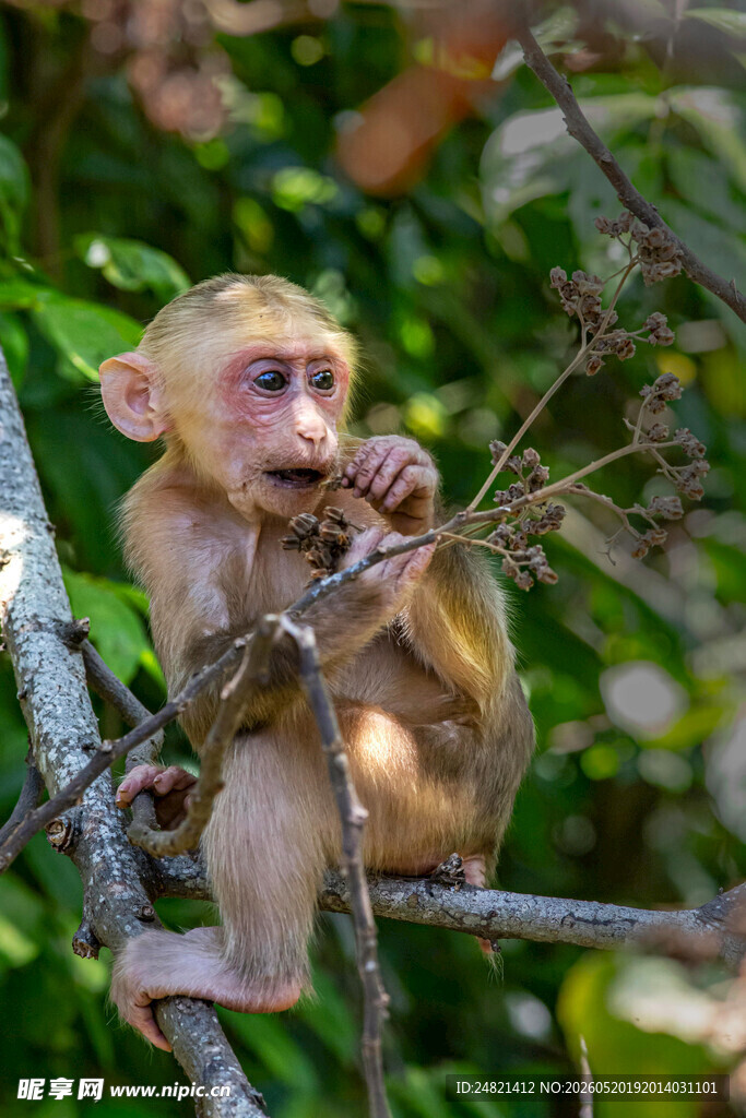 树枝上的小猴子