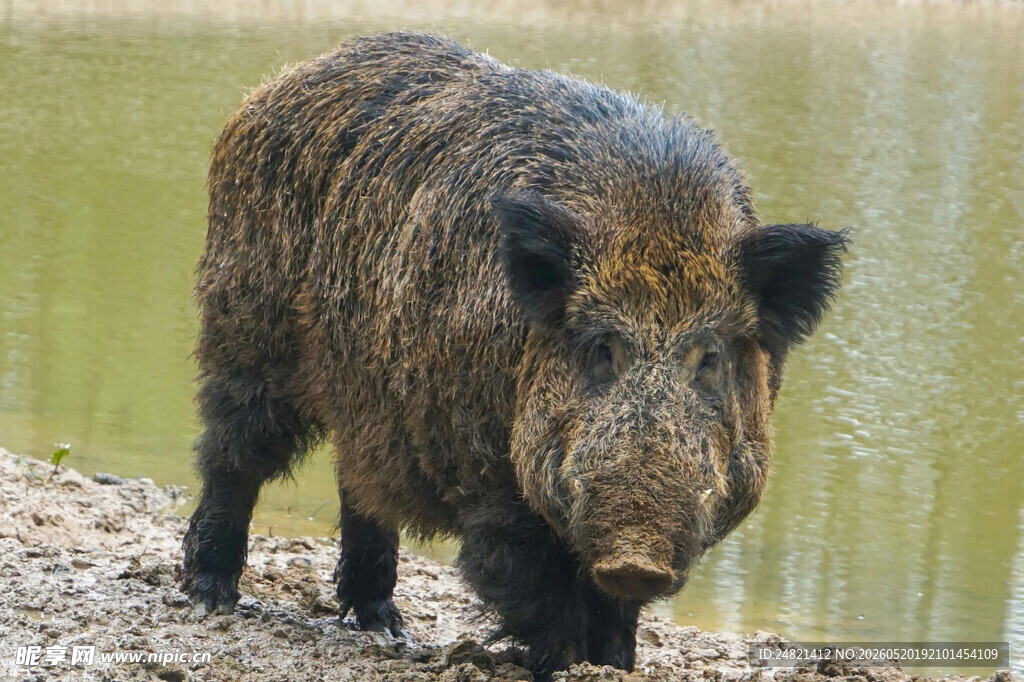 河边的野猪