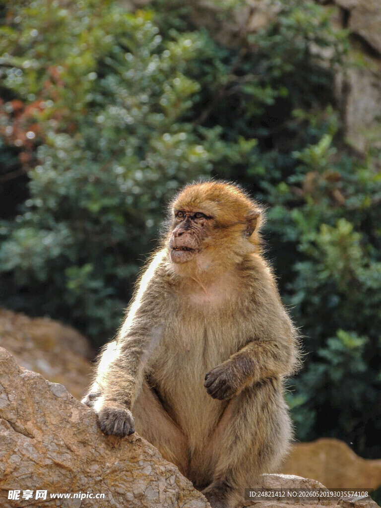 岩石上的猕猴
