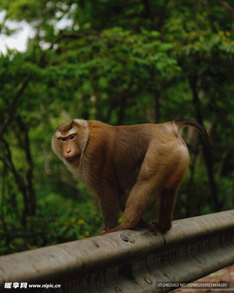 护栏上的猴子