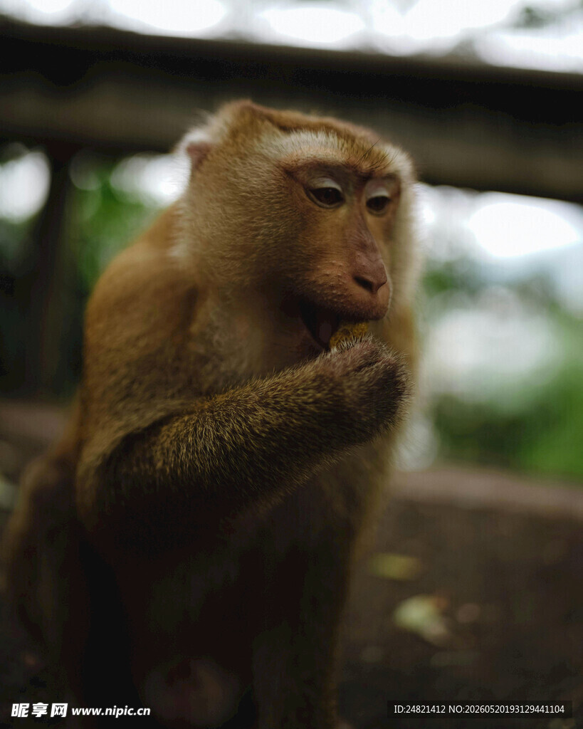 独坐沉思的野生猴子
