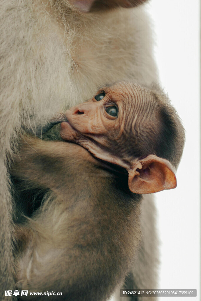 依偎的小猴与成年猴