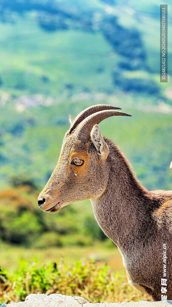 山间羚羊特写