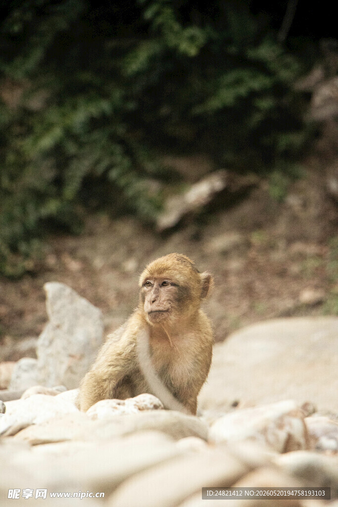 岩石上的可爱小猴子