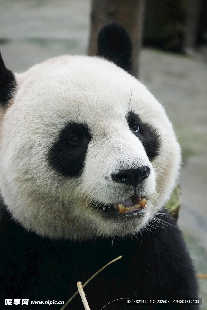 憨态可掬熊猫惬意进食