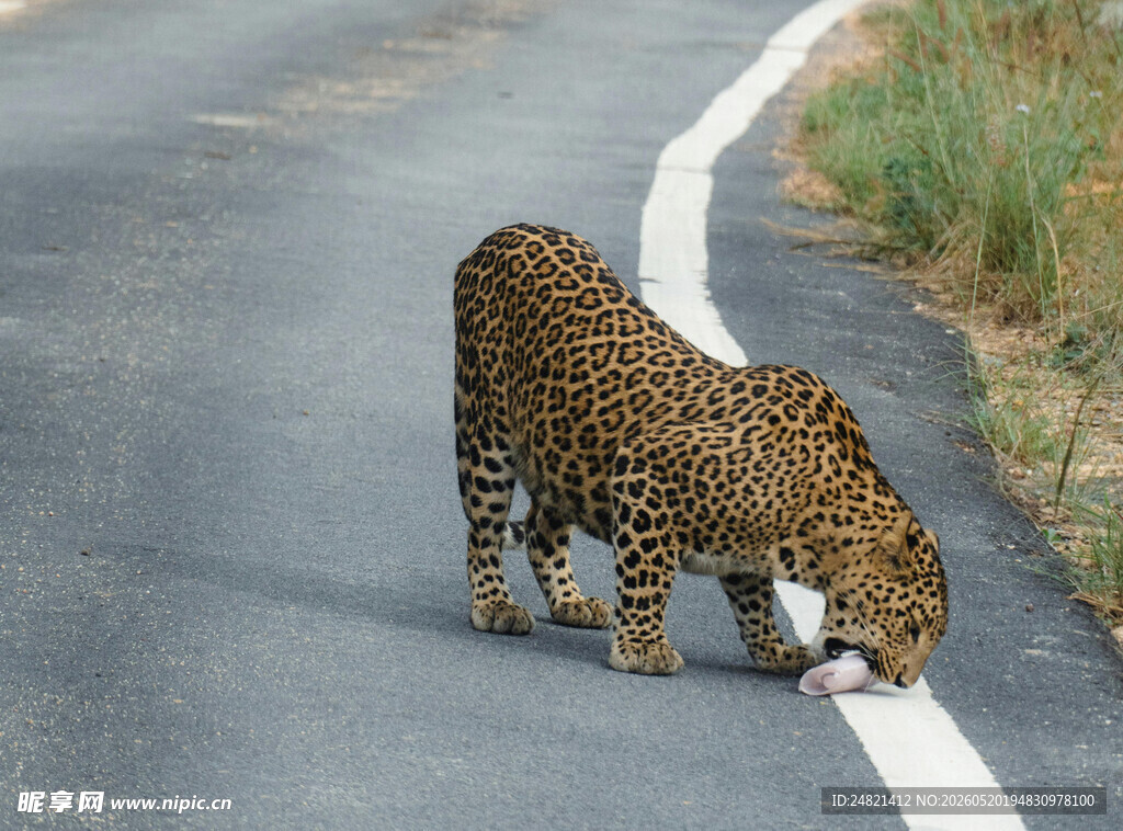 公路上的猎豹