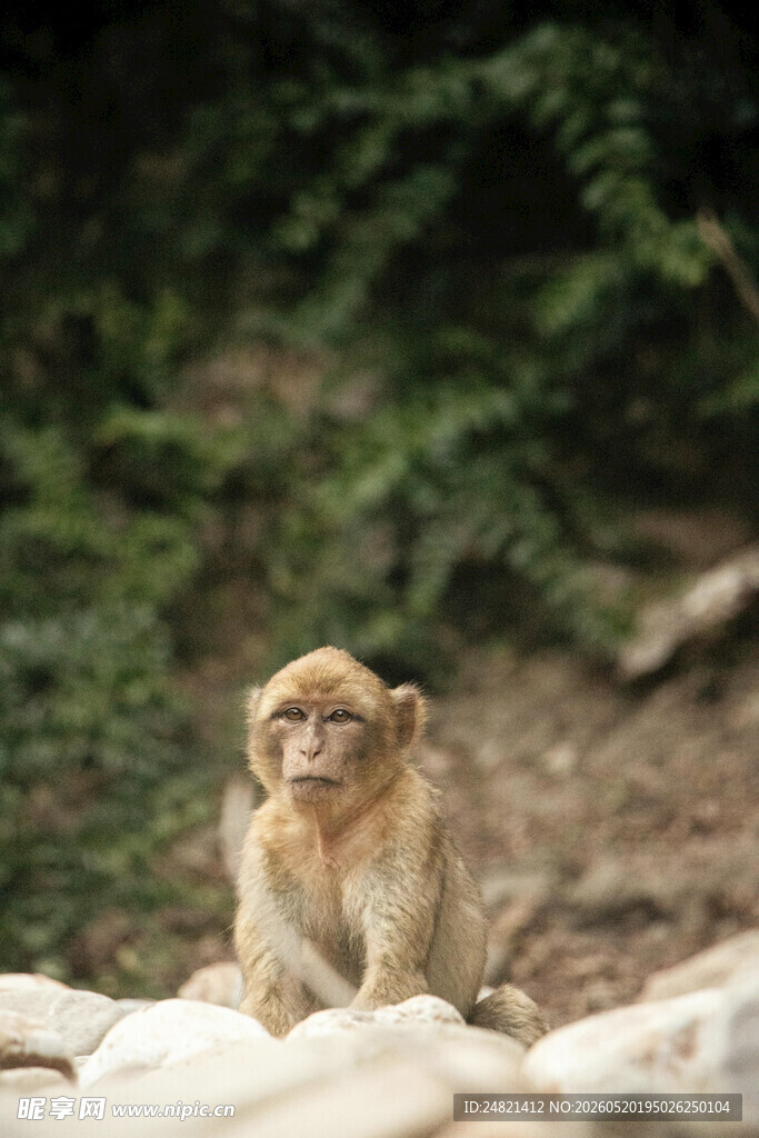 岩石上的猴子