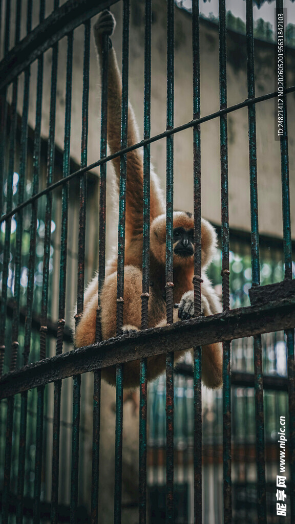 笼中悬挂的长臂猿