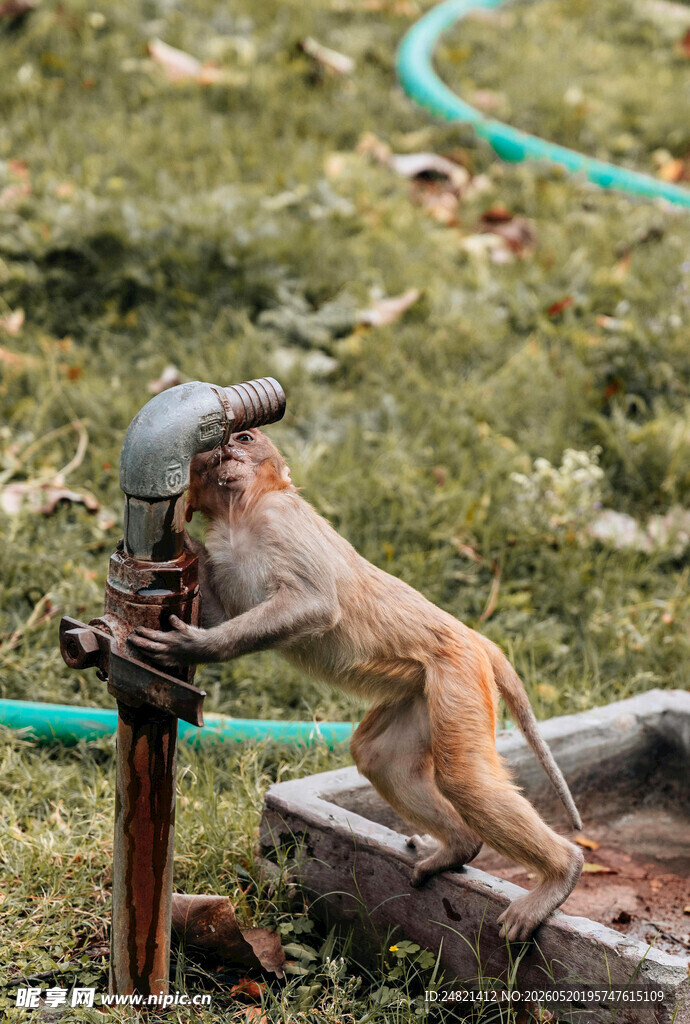 猴子在户外水龙头旁玩耍