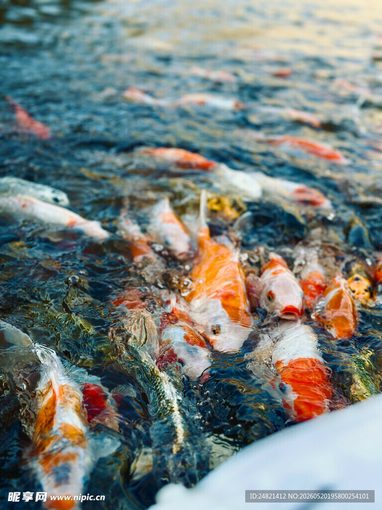 池塘中游动的多彩锦鲤
