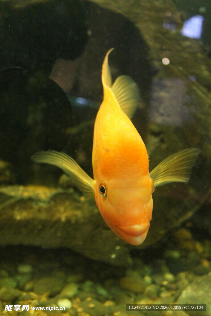 金黄观赏鱼悠游于水中