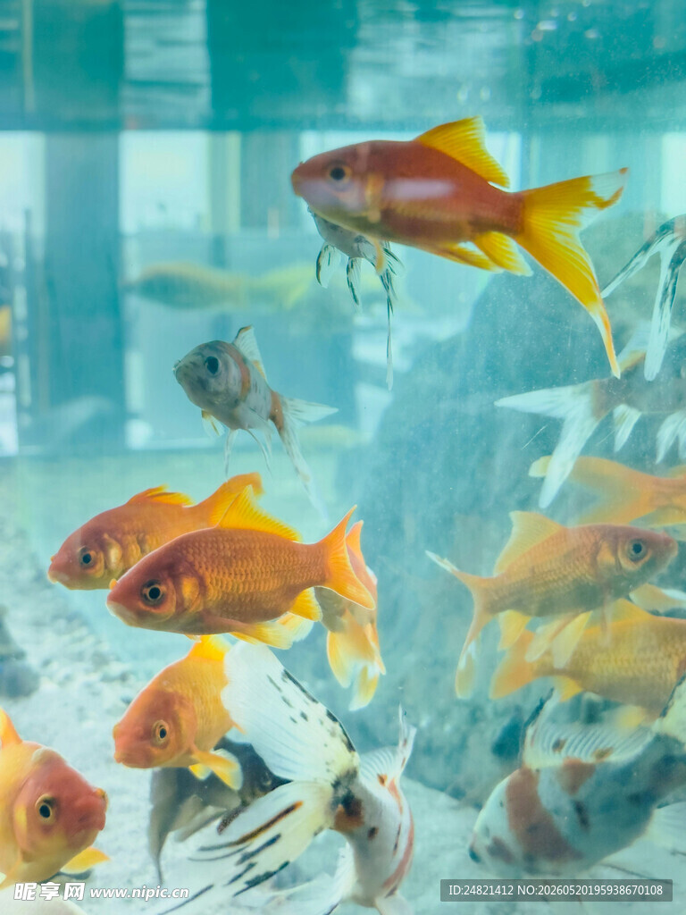 多彩金鱼畅游于水族箱中